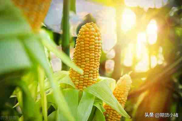 玉米行情:上量少,价格上涨,盘面冲高回落，物流将缓解，还能涨吗?