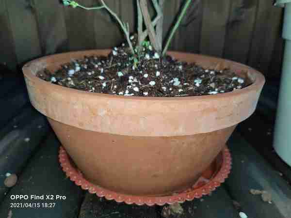 《种蓝莓记三》花盆篇。如何选一个合适材料和样式的花盆？